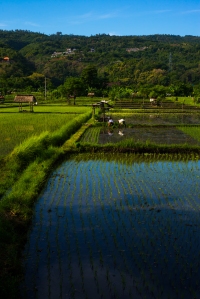 Yet another beautiful rice paddy view.